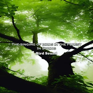 The Singing of Birds in the Forest, in Spring - Bird Sounds