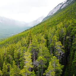 Majestic Wilderness: Nature's Harmonic Enchantment Revealed - Delta Pure Waves