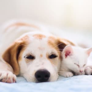 Radiant Pet Lullabies: Melodic Lofi Dreams for Restful Naps - Lofi Night Drives