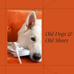 Old Dogs and Old Shoes - Dog Sleep Dreams