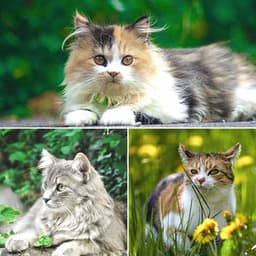 Entertaining Smooth Jazz Guitar - Bgm for Nocturnal Cats - Cat Music Hour