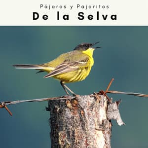 2 0 2 2: De la Selva - Pájaros y Pajaritos