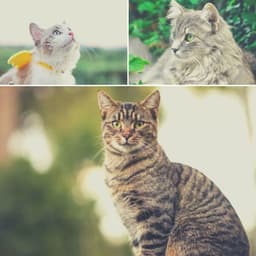 Fashionable Jazz Violin - Ambiance for Scratching Cats - Cat Music Hour