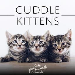 Cuddle Kittens - Reiki for Animals