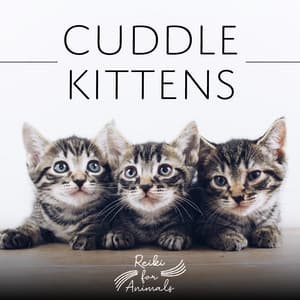 Cuddle Kittens - Reiki for Animals