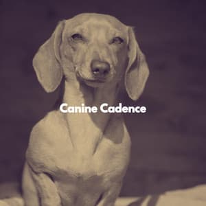 Canine Cadence - Popular Jazz Lounge Bar