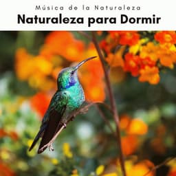 A h o r a: Naturaleza para Dormir - Música de la Naturaleza