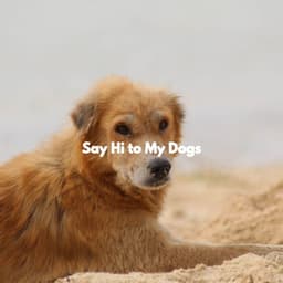 Say Hi to My Dogs - Jazz & Study Playlist