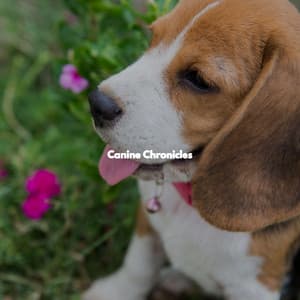 Canine Chronicles - Música de la Oficina