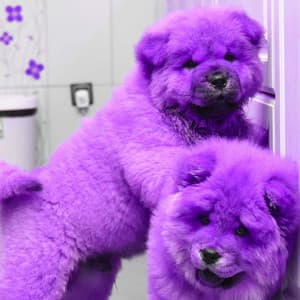 Echoes of Calming the Hounds - Dog Sleeping Soundtracks Deluxe