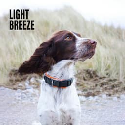Light Breeze - Nature Therapy