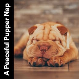 A Peaceful Pupper Nap - Calming for Dogs