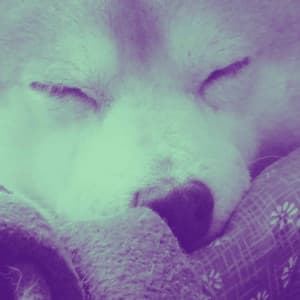 Echoes of Lightened Up Pups - Doggy Music Radio
