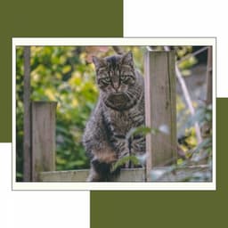 Music for Chilly Cats - Calming Music for Cats