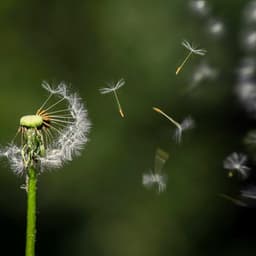 1st Melodic Noise Machine: Concentration and Focus - White Noise Therapy