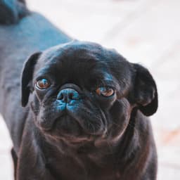 Paradise Like Ambiance for Mans Best Friend - Music for Dogs Playlist