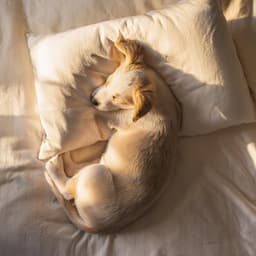 Sonidos Suaves Para La Relajación Y El Sueño De Perros - Paseo Melódico