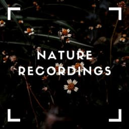 Natural Sounds for Sleep - Natural Sample Makers