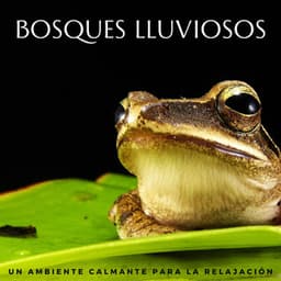 Bosques Lluviosos: Un Ambiente Calmante Para La Relajación - Sonidos relajantes de lluvia