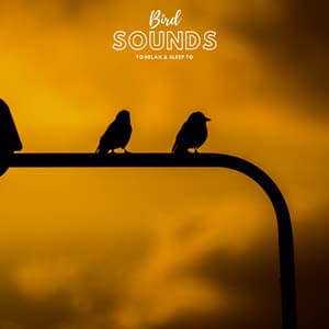 Bird Sounds to Relax and Sleep to - Natural Sample Makers
