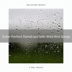 ! Enter Perfect Raindrops with Wild Bird Songs - Rain Recorders