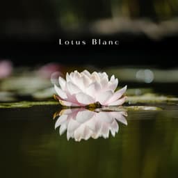 Lotus Blanc: Au Cœur du Silence - Bouddha Réflexion Zone Calme