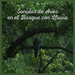 Sonidos de Aves en el Bosque con Lluvia - Sonidos De Aves