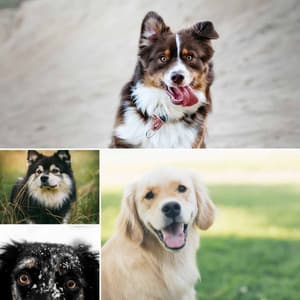 Bubbly - Music for Dogs Radio