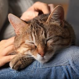 Melodías Tranquilas Para Gatos: Sonidos Suaves Para Gatos - Ecos de la Tierra