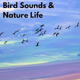 Bird Sounds & Nature Life - Nature Sounds for Sleep and Relaxation