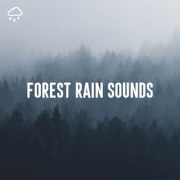 Forest Rain Sounds - Relaxing Rain Recordings