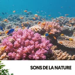 Sons de la Nature: Mélodies sous les Vagues - Relajacion