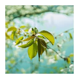 Stay Close to the Nature - Universe of Nature Orchestra