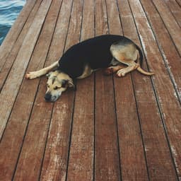 Dog Nap: Lofi Soothe and Unwind - Lofi Playlist