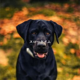 スロータイム - Chill Lounge