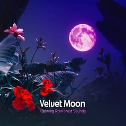Velvet Moon - Calming Rainforest Sounds
