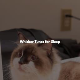 Whisker Tunes for Sleep - Bebop Jazz Radio