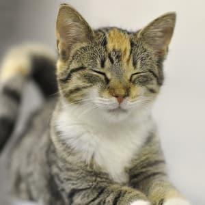 Blissful Purr: Tranquil Cat Relaxation Ambiance - Sleepy Cats