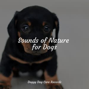 Sounds of Nature for Dogs - Music for Dogs Collective