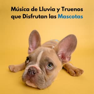 Música De Lluvia Y Truenos Que Disfrutan Las Mascotas - Sueño Profundo Lluvia y Truenos