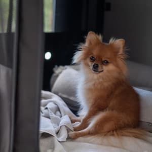 Soft Sounds for Dogs' Tranquil Mornings - Puppy Sleep Dreams