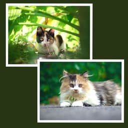 Ambiance for Happy Cat - Cat Total Relax