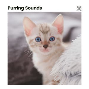 Purring Sounds - Cat Music
