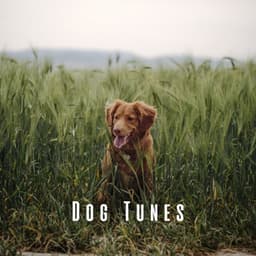 Dog Tunes: Chill Music for Cozy Naps - Dog Whisper