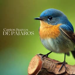 Cantos Suaves de Pájaros: Perfectos para la Relajación, el Spa y la Meditación - Relajación Meditar Academie