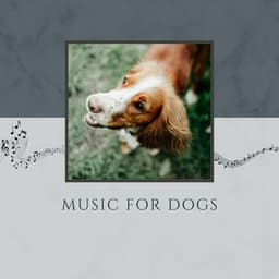 Music For Dogs - Relaxing Piano For Pets