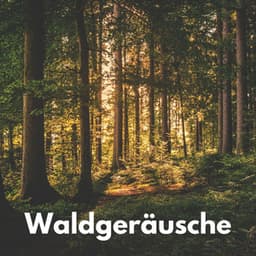 Waldgeräusche - Berlin Rain