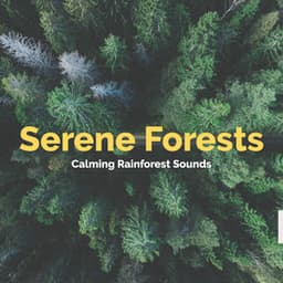 Serene Forests - Calming Rainforest Sounds
