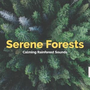 Serene Forests - Calming Rainforest Sounds