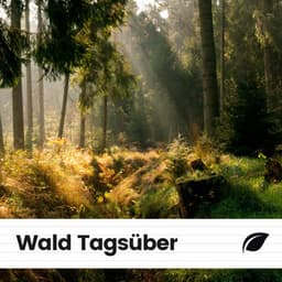 Wald Tagsüber - Naturgeräusche